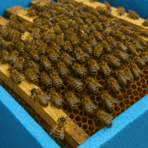 Essaim hiverné dans ruchette polystyrène