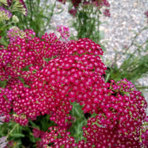 Lire la suite à propos de l’article Achillée Summerwine