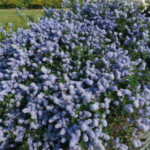 Ceanothus thyrsiflorus ‘Repens’