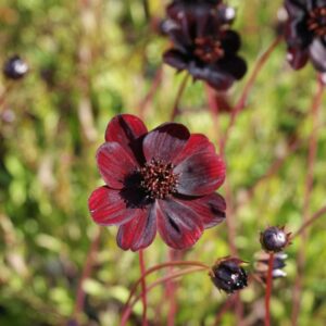 Lire la suite à propos de l’article Cosmos Chocolat