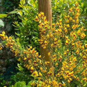 Cytisus scoparius ‘Andreanus’