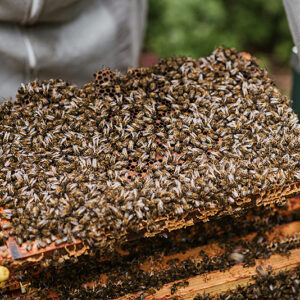 Vends essaims hivernés