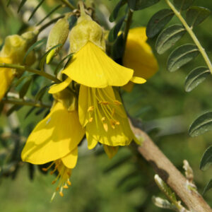 Sophora japonica