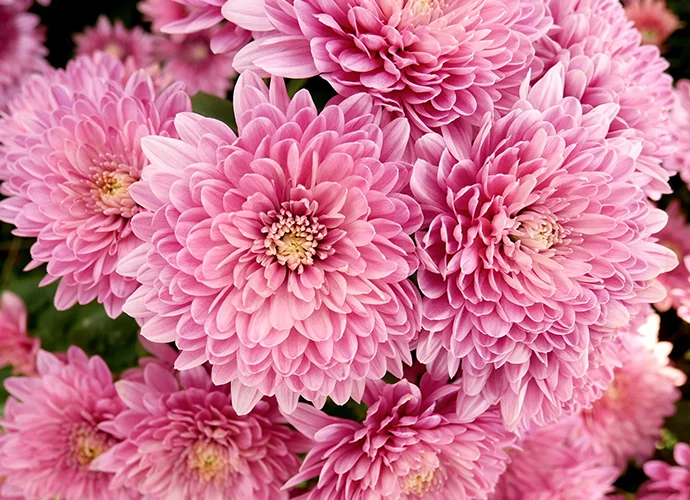 You are currently viewing Chrysanthème à grandes fleurs