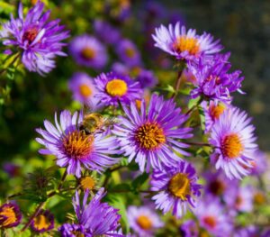Lire la suite à propos de l’article Asters d’Automne