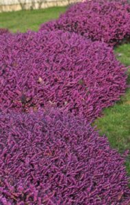 Lire la suite à propos de l’article Bruyère de Darley