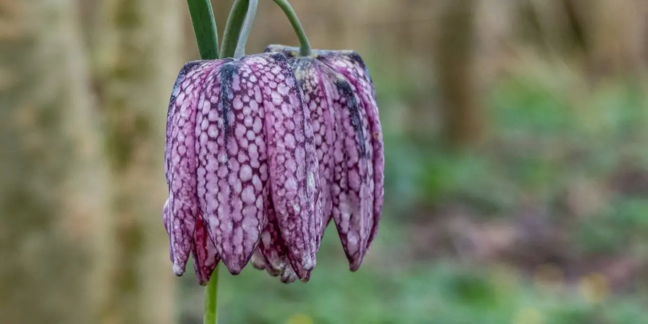 You are currently viewing Fritillaire pintade