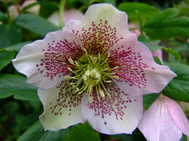 You are currently viewing Hellébore Oriental