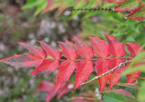 mahonia_hybride-4